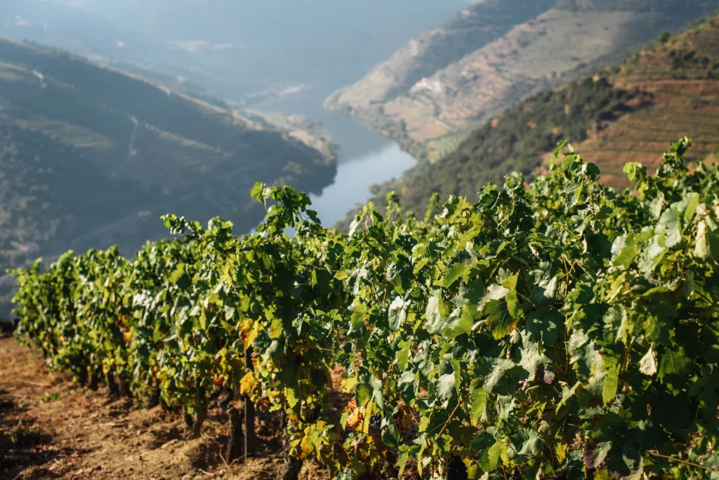 Douro Valley Vineyard